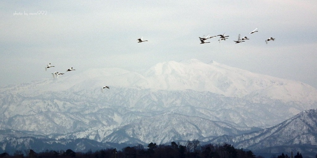 白山と白鳥