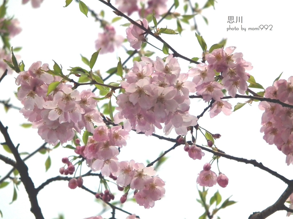 樹木公園の桜