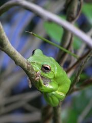 モリアオカエル