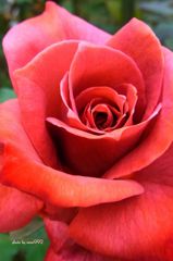 ブラックティー