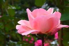 クイーン　エリザベス