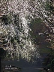 樹木公園の枝垂れ桜