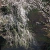 樹木公園の枝垂れ桜