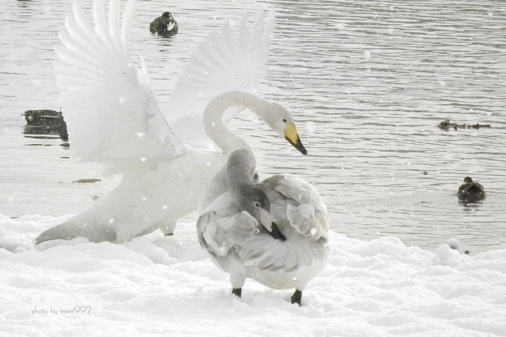 十二町潟水郷公園の白鳥