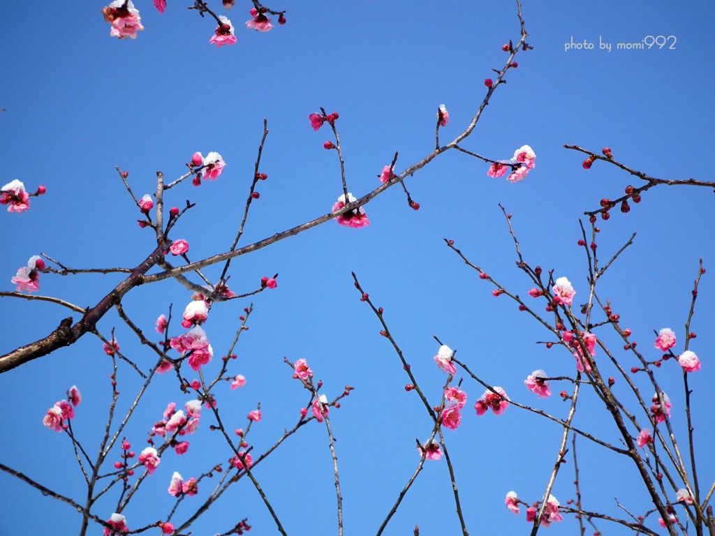 樹木公園