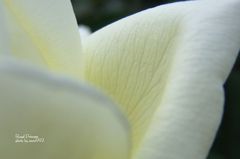 ロイヤル　プリンセス