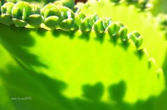 ハートが２つ　101014 (11)