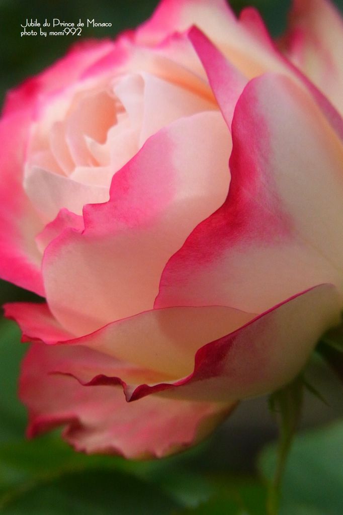 ジュビレ　デュ　プリンス　ドゥ　モナコ