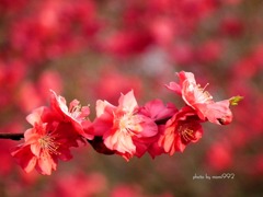 桃の花