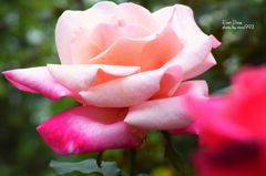 ファースト　プライズ