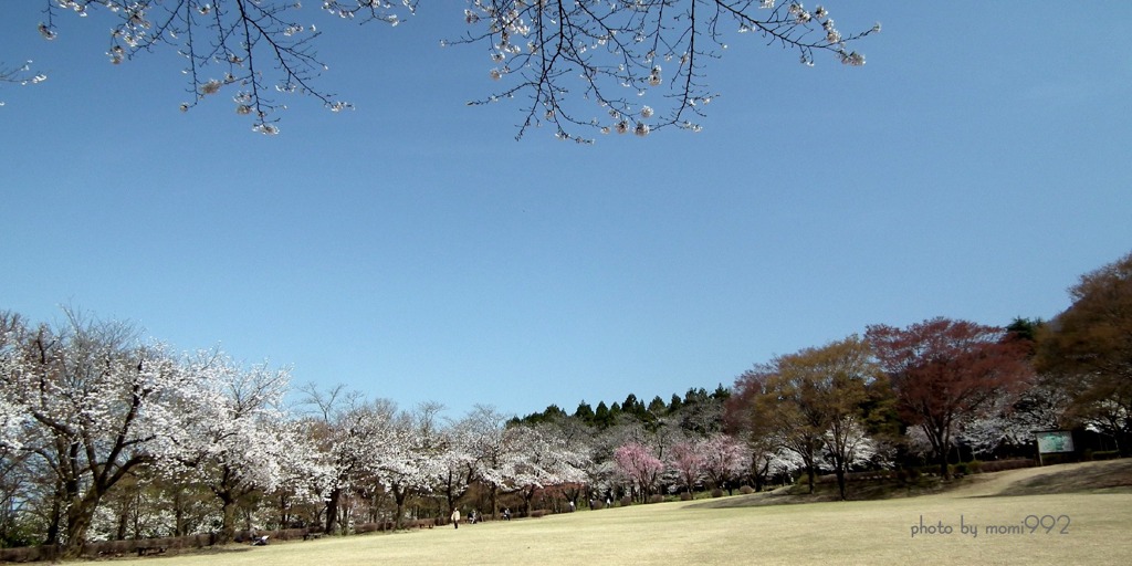 見ごろの樹木公園