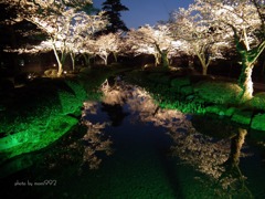 兼六園の夜桜