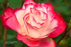 ジュビレ　デュ　プリンス　ドゥ　モナコ