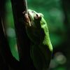 モリアオカエル