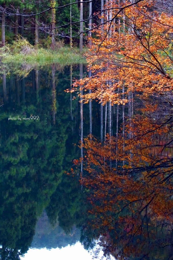 蟹淵の紅葉