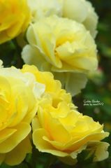 ゴールデン　ボーダー