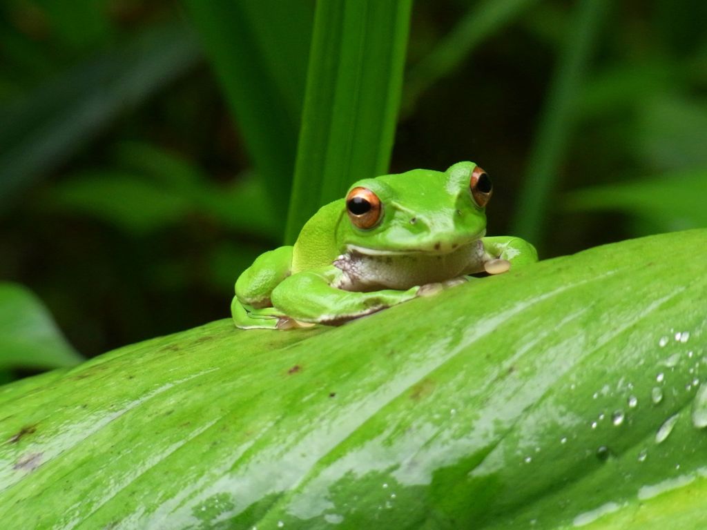モリアオカエル