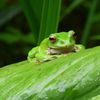 モリアオカエル