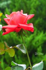 ミュラード　ジュビリー