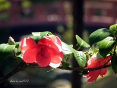 芦城公園の一輪