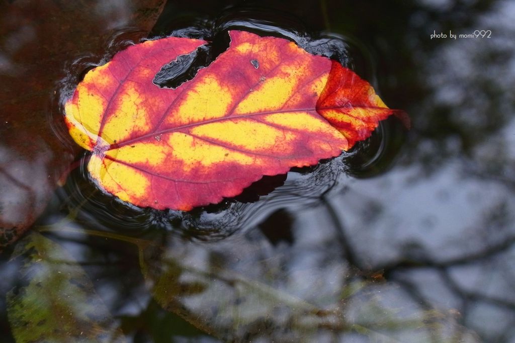 蟹淵の1枚の紅葉