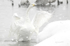 十二町潟水郷公園の白鳥