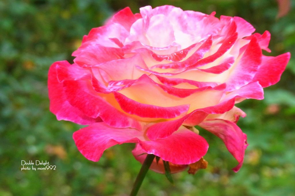 ダブル　デライト