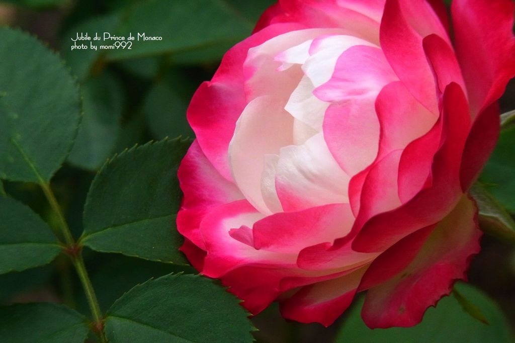 ジュヒレ　デュ　プリンス　ドゥ　モナコ