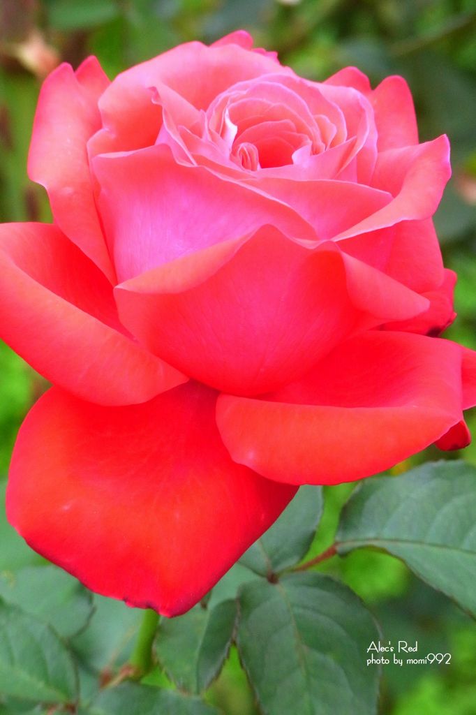 アレックス　レッド