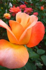 フロージン８２