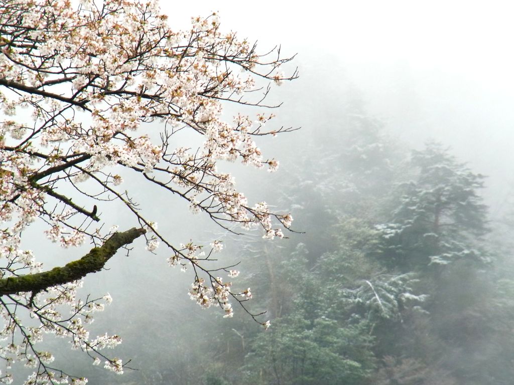 桜と雪