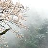 桜と雪