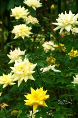 ムーン　リバー