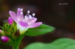 小さな花