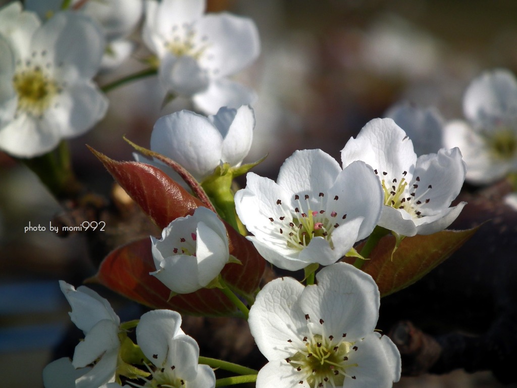 日本梨の花