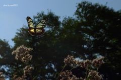 アサギマダラの飛翔