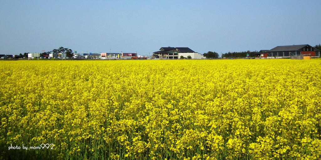 徳光の菜の花畑