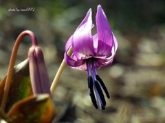 正蓮寺のカタクリ