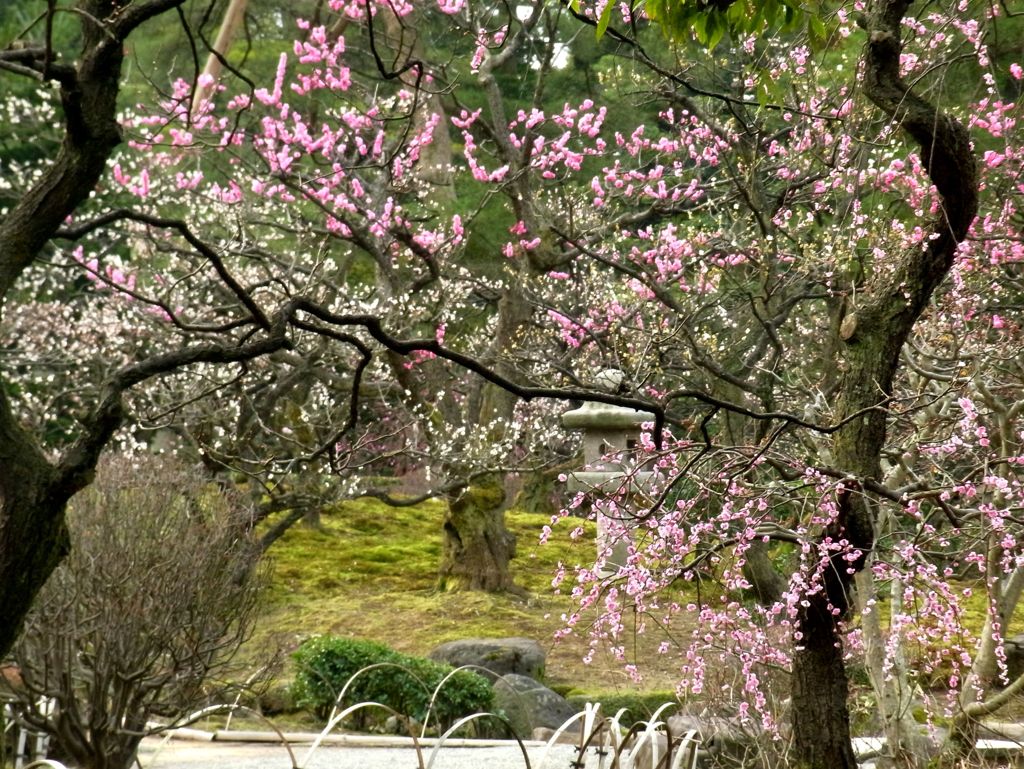 兼六園