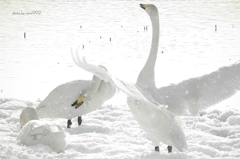 十二町潟水郷公園の白鳥