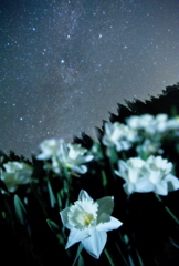 純白の星と花