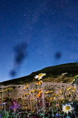 花々星々