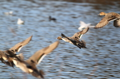 水鳥の舞