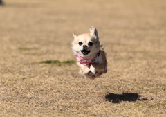 非行犬