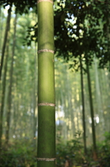 京都　嵐山　竹林の小道