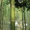 京都　嵐山　竹林の小道