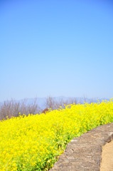 なのはなのみち