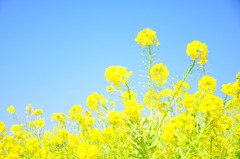 ぐんぐん