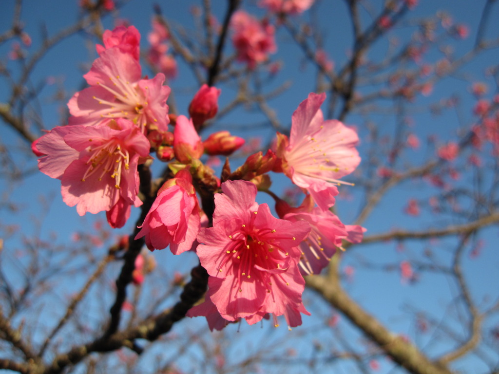 花①