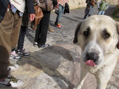 ぺろり野犬